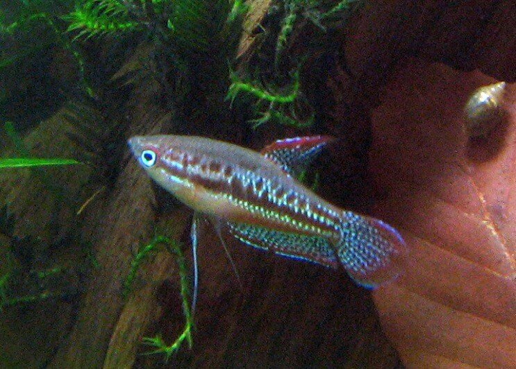 Αφρώδης Gourami κολύμπι