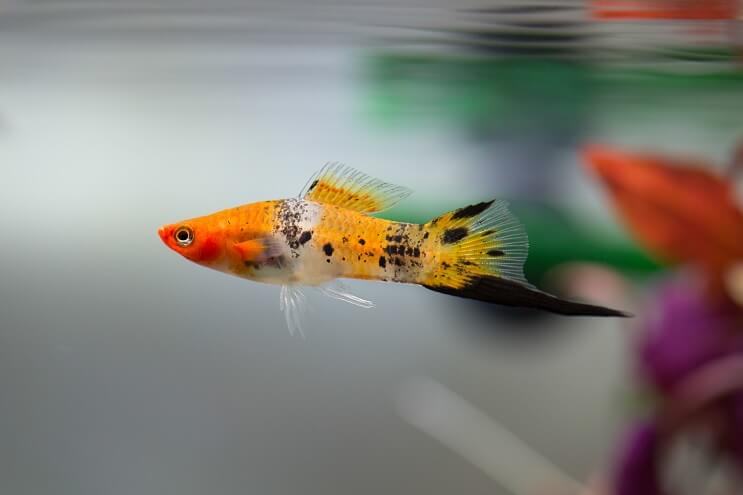 Επισκόπηση Swordtail
