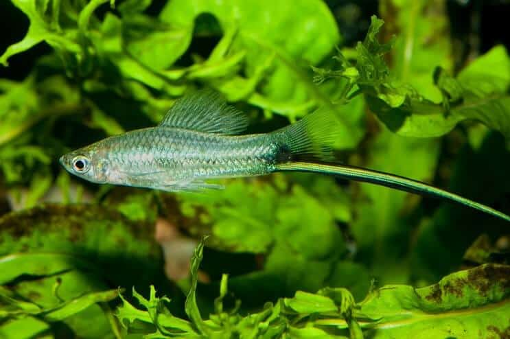 Εμφάνιση Swordtail