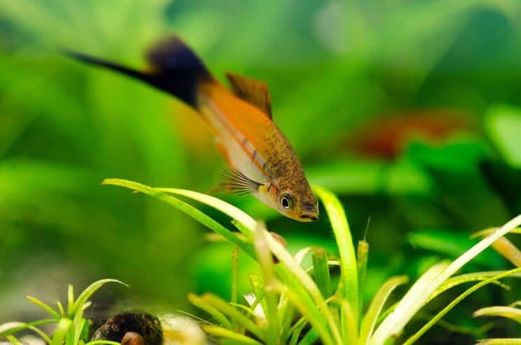Βιότοπος Swordtail