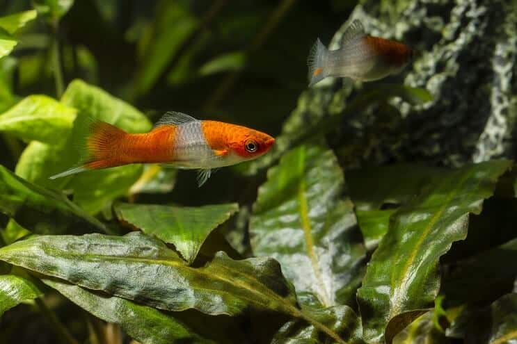 Διατροφή Swordtail