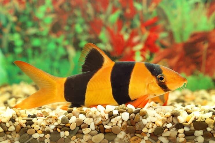 Επισκόπηση Clown Loach
