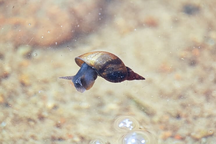 Διατροφή κλόουν Loach