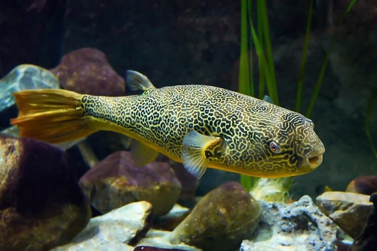 Mbu Puffer Ψάρια από κοντά