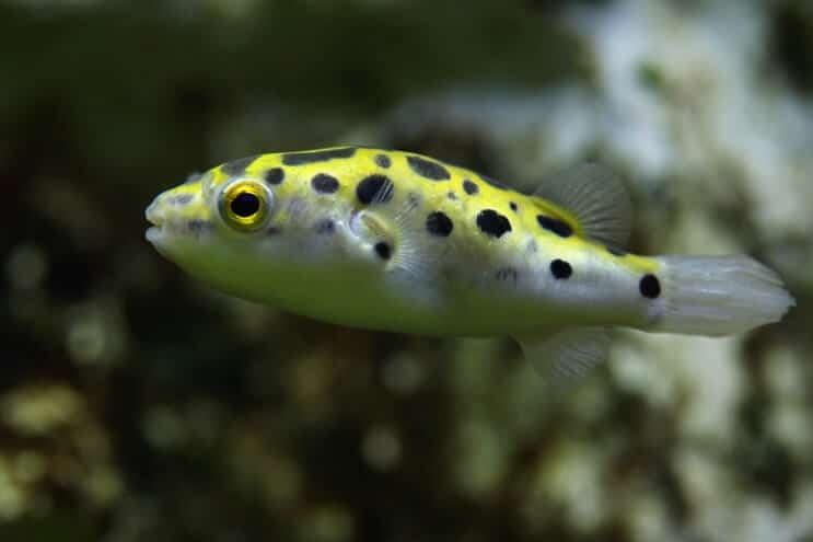 Πράσινα ψάρια Puffer