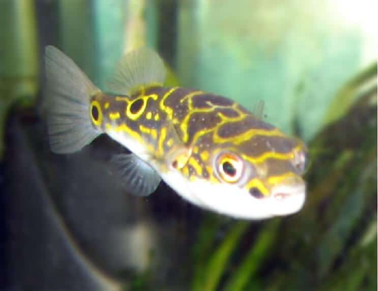 Εικόνα 8 Ψάρια Puffer