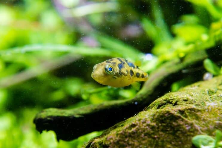 Νάνος Puffer Fish