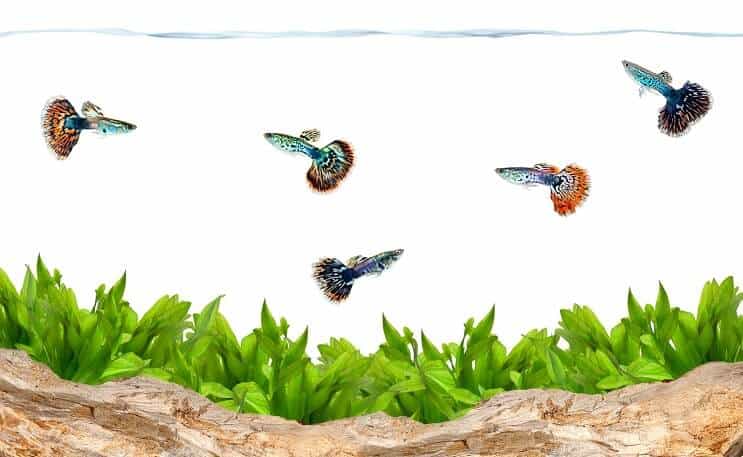 Guppies σε ένα ενυδρείο