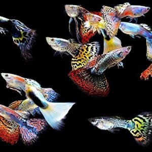 5 αρσενικά Guppies για τροπικές δεξαμενές
