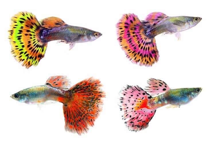 Διαφορετικά χρώματα Guppies