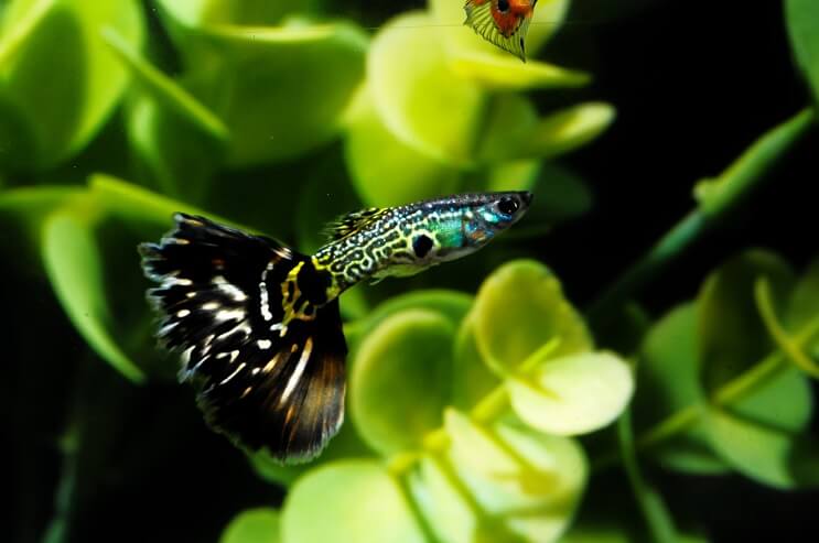 Ψάρια Guppy με σχέδια