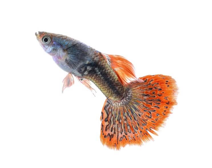 Reticulata Poecilia