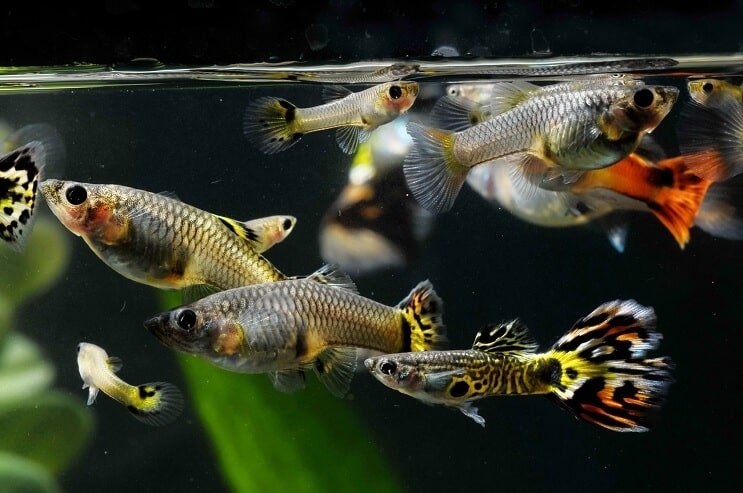 Πώς να κάνετε σεξ Guppies