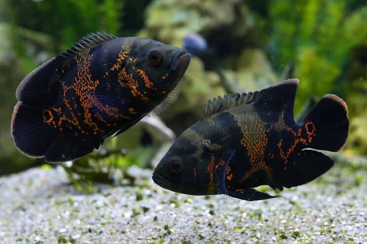 Ζευγάρι Oscar Fish