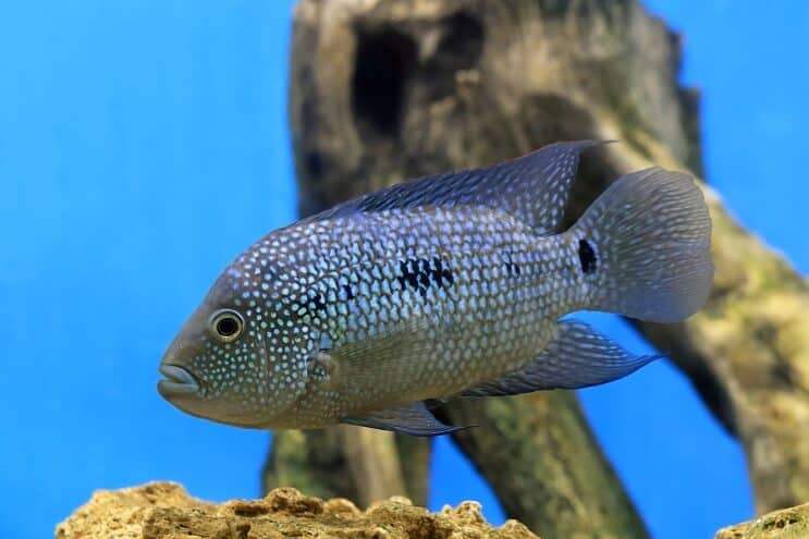 Επισκόπηση του Texas Cichlid