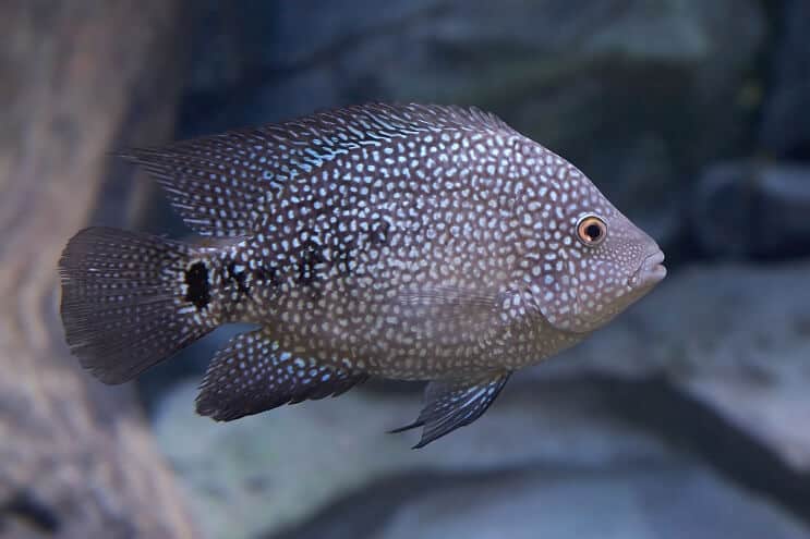 Εμφάνιση Cichlid του Τέξας