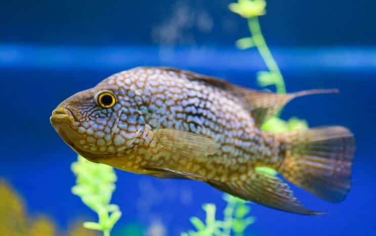 Habitat του Τέξας Cichlid