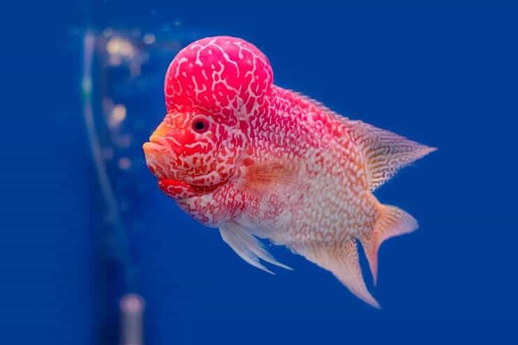 Επισκόπηση Flowerhorn Cichlid