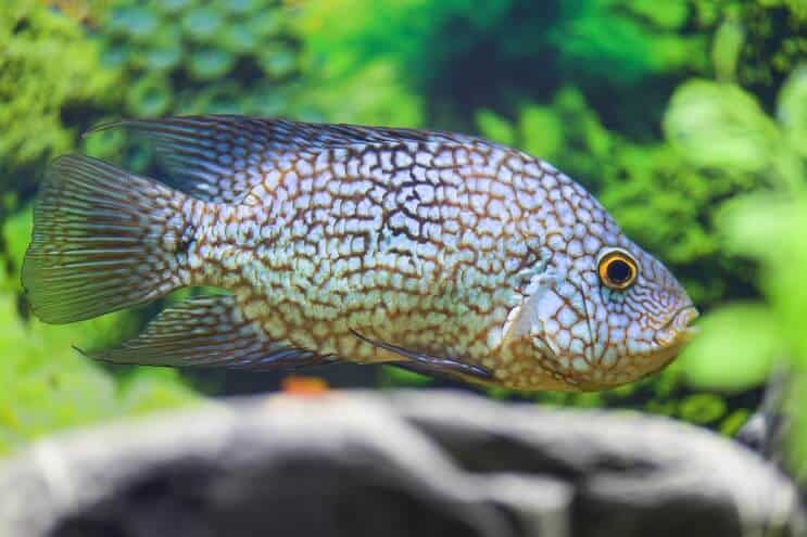 Διατροφή Τέξας Cichlid
