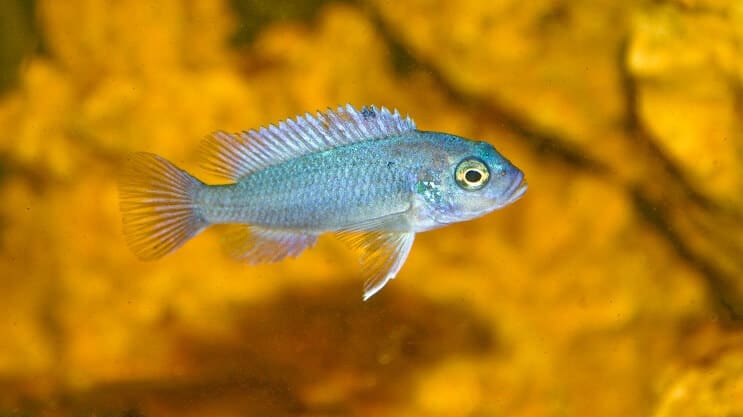 Cobalt Blue Zebra Cichlid