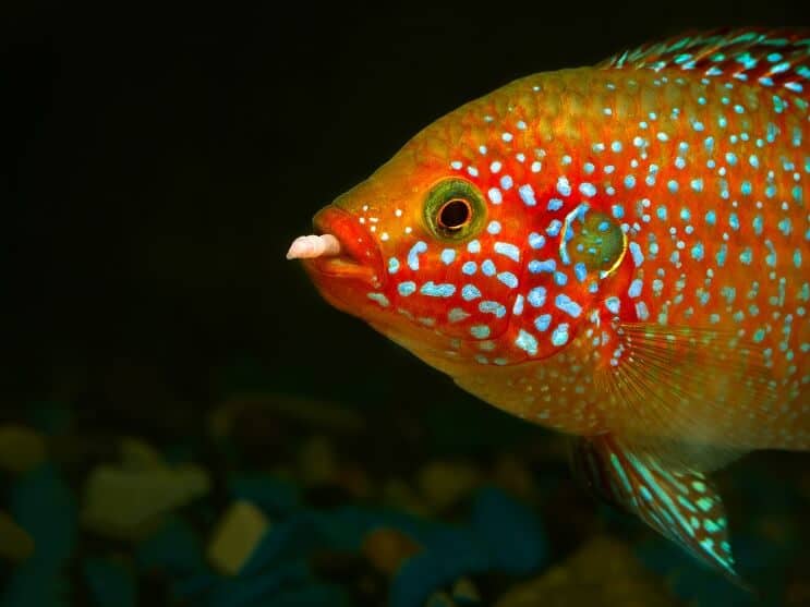 Αφρικανική διατροφή Jewelfish