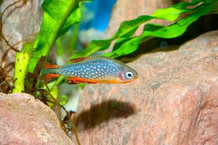 Ουράνια εμφάνιση Danio Pearl