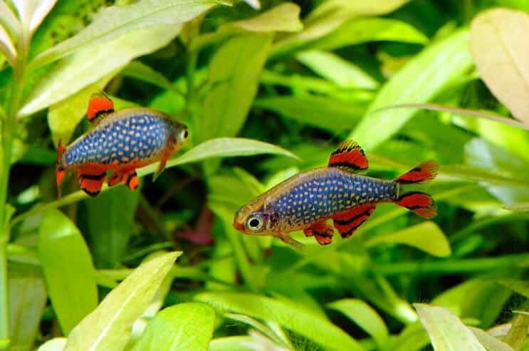 Celestial Pearl Danio στο Ενυδρείο