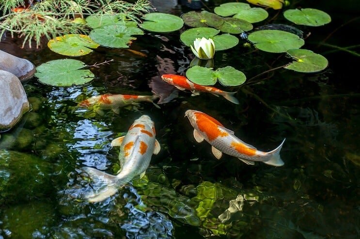 Βιότοπος ψαριών Koi