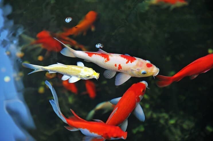 Koi Fish φροντίδα