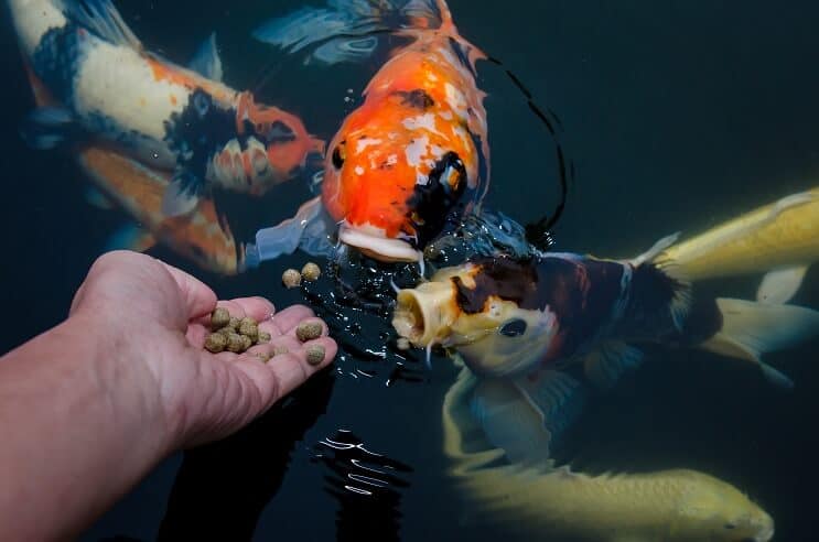 Διατροφή Koi Fish
