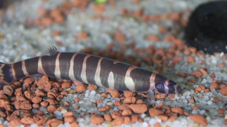 Kuhli Loach Εμφάνιση
