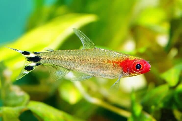 Rummy Nose Tetra Κολύμπι
