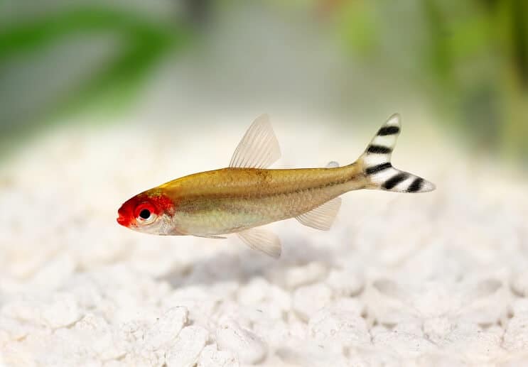 Rummy Nose Tetra Εμφάνιση
