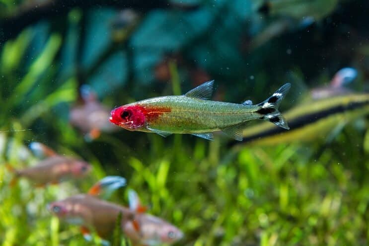 Συνθήκες δεξαμενής Rummy Nose Tetra