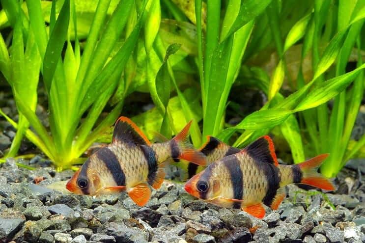 Βιότοπος Tiger Barb