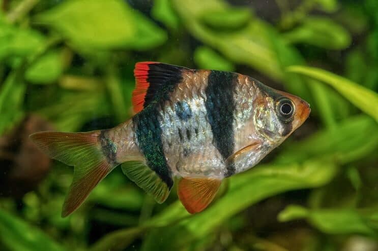 Εμφάνιση Tiger Barb