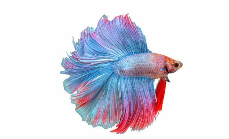 Διπλή ουρά Betta