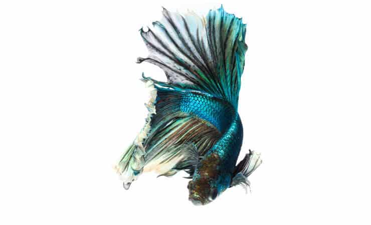 Πράσινα ψάρια Betta