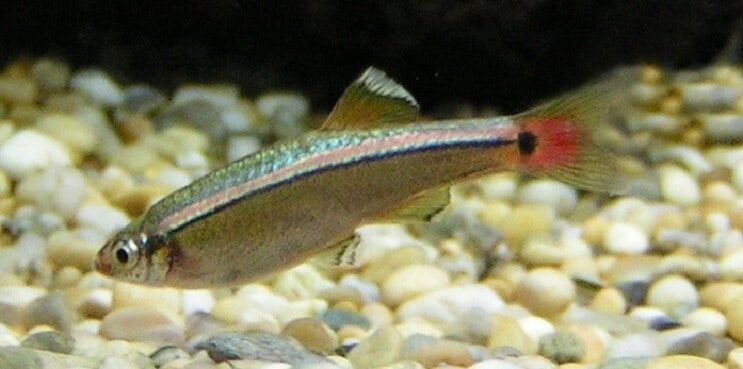 Επισκόπηση White Cloud Mountain Minnow