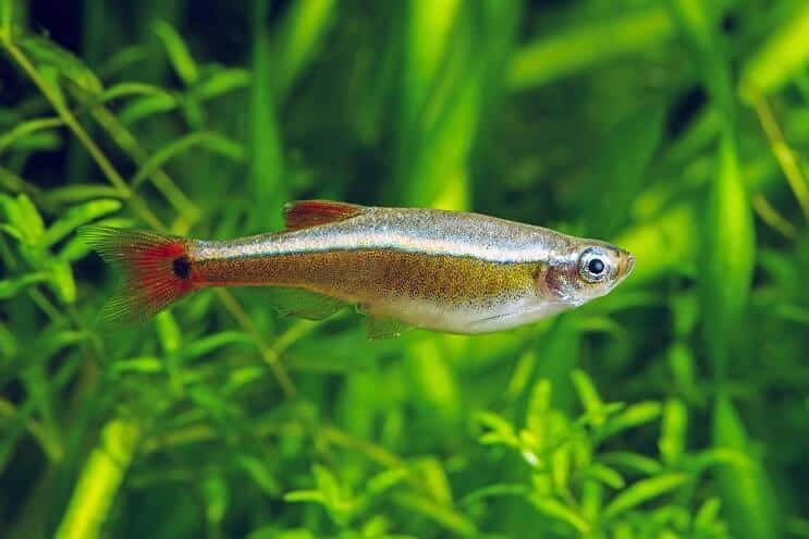 Εμφάνιση του Cloud Cloud Minnow