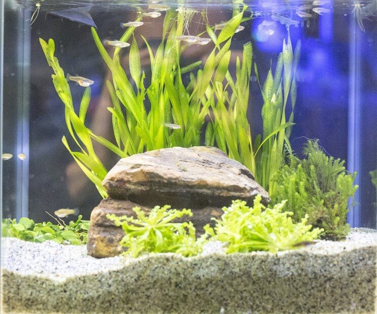 Συνθήκες δεξαμενής White Cloud Mountain Minnow