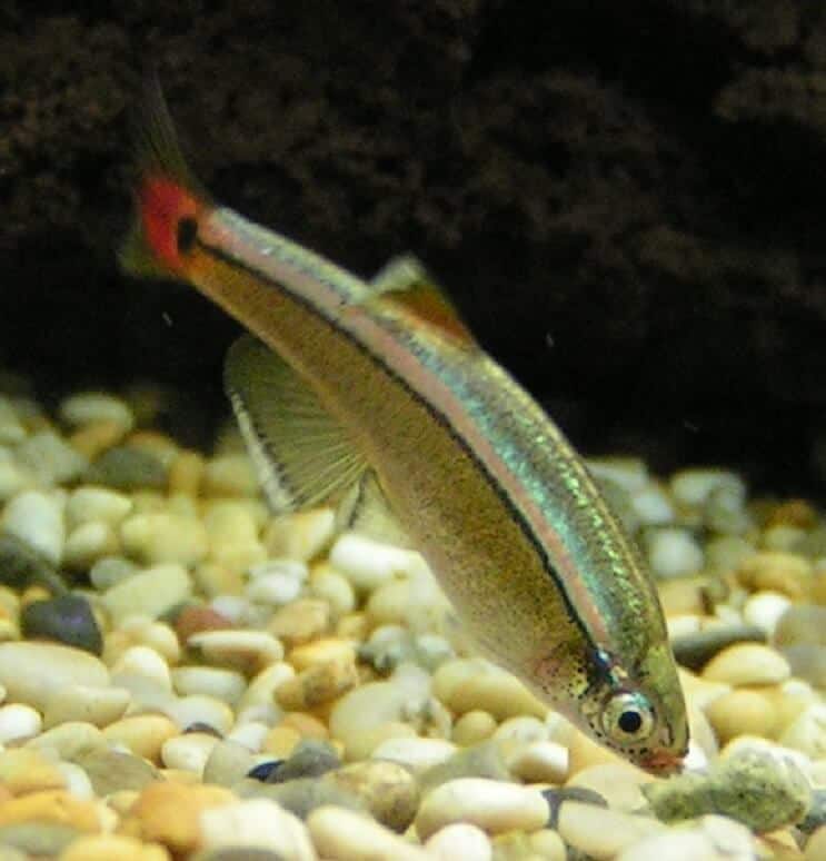 Διατροφή White Minnow Mountain Minnow