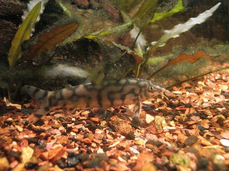 Yoyo Loach Τρώει