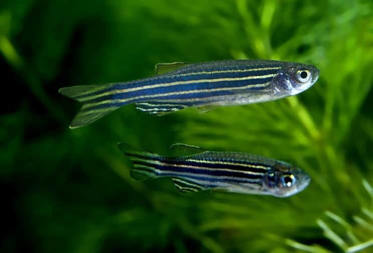 Zebra Danios κολύμπι