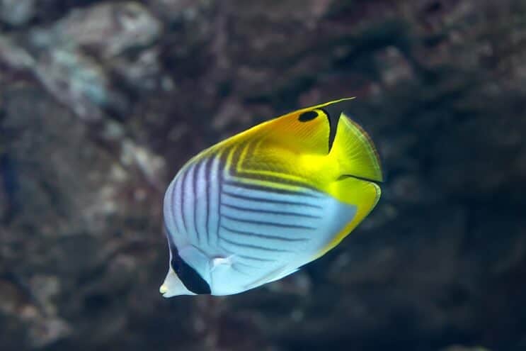 Πεταλούδα Threadfin