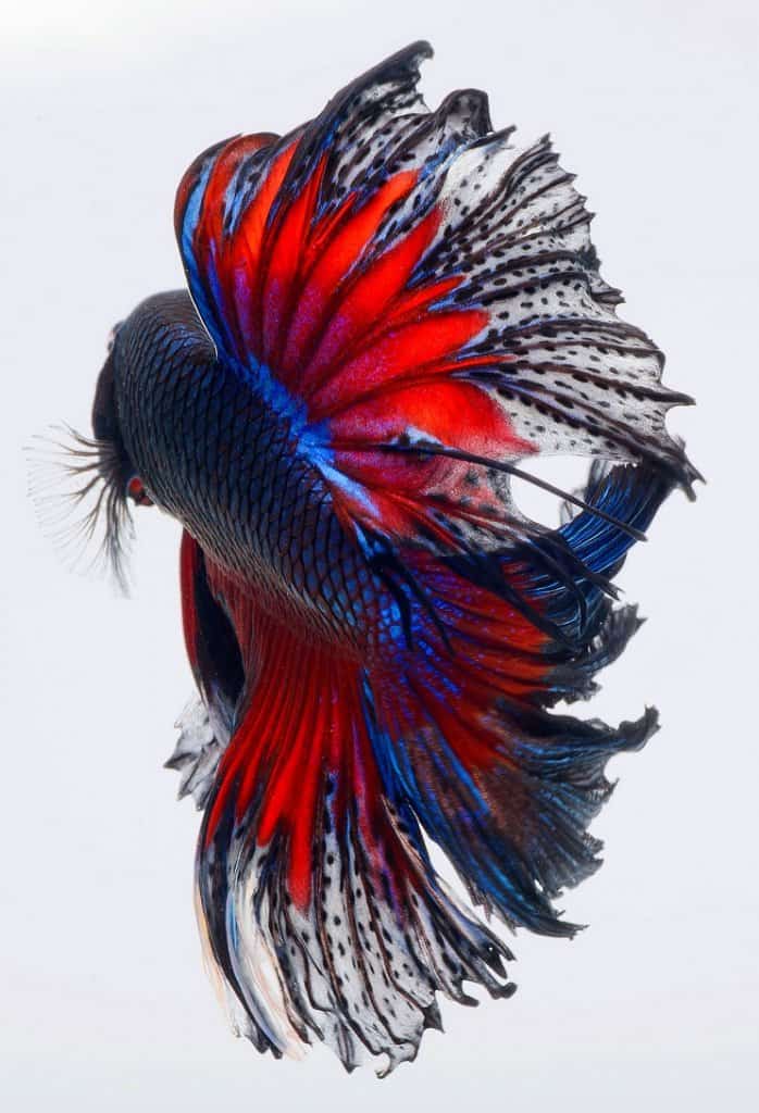 Ψάρια Betta