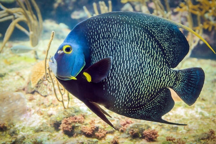 Γαλλικά Angelfish