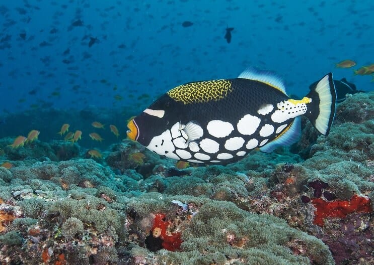 Κλόουν Triggerfish