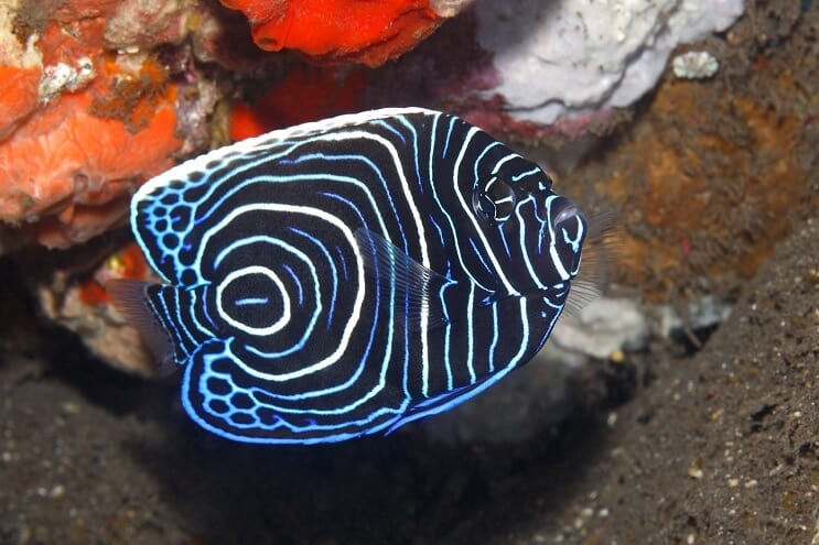 Νεανικός αυτοκράτορας Angelfish