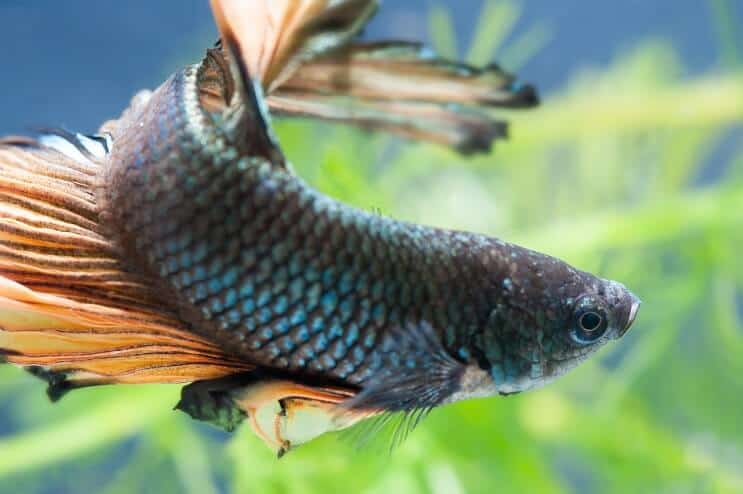 Θηλυκά ψάρια Betta